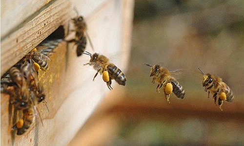 Propiedades del polen de abeja